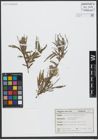 Foto von Salix viminalis L.